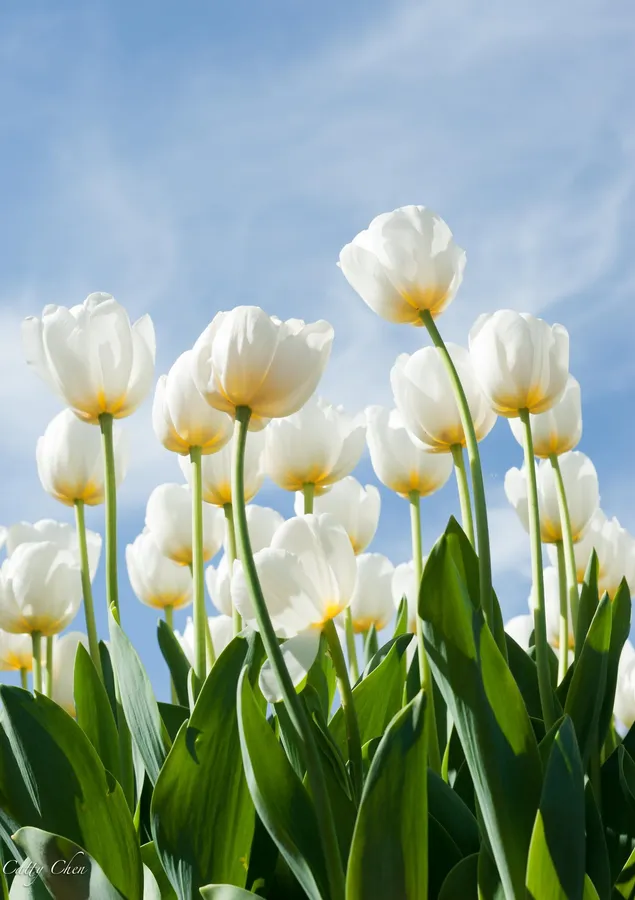 Tulip background