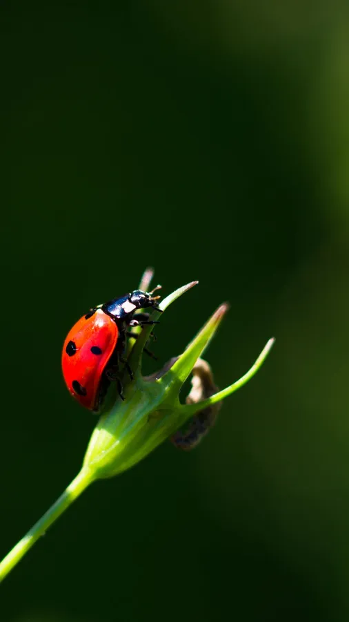 Ladybug Iphone