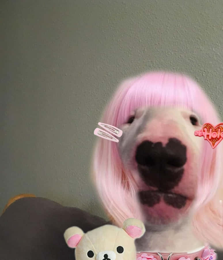 Cachorrousando peruca Pfp estranho