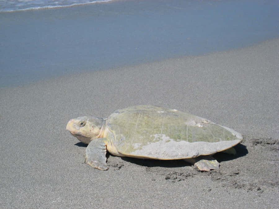 Kemps Ridley Meeresschildkröte am Strand