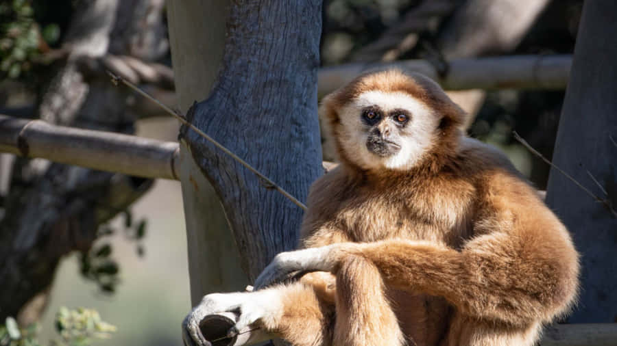 "FröhlicherGibbon schwingt sich in seiner natürlichen Umgebung"