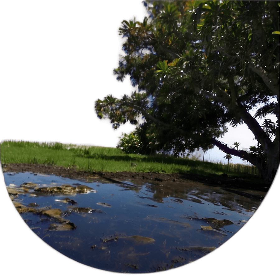 Puddle Under Trees PNG pwe