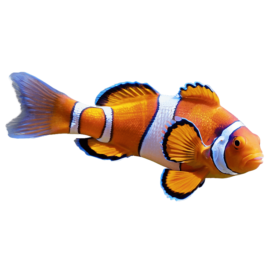 Vibrant Clownfish PNG 05262024