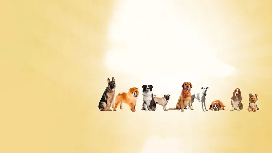 Dogs background
