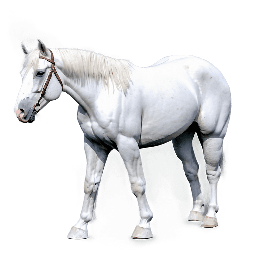 Regal White Horse PNG pco35
