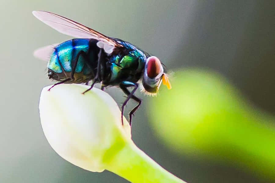 Mosca Doméstica Vibrante em Broto
