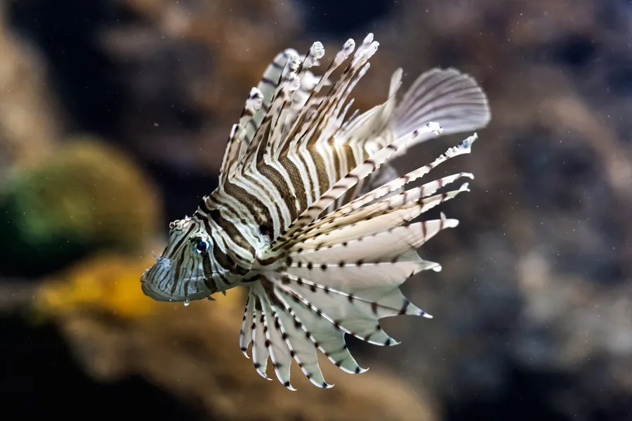 Fish pictures