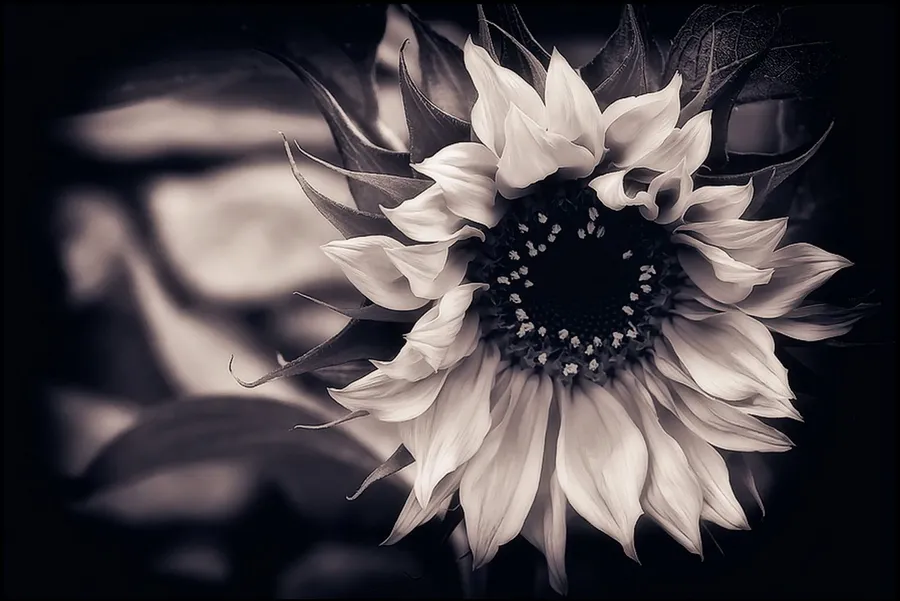 Black Sunflower