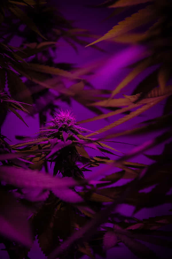 Esplorandoi vivaci colori della Natura del Purple Haze.