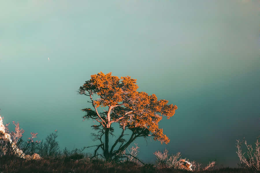 Albero Solitario Contro il Cielo Crepuscolare