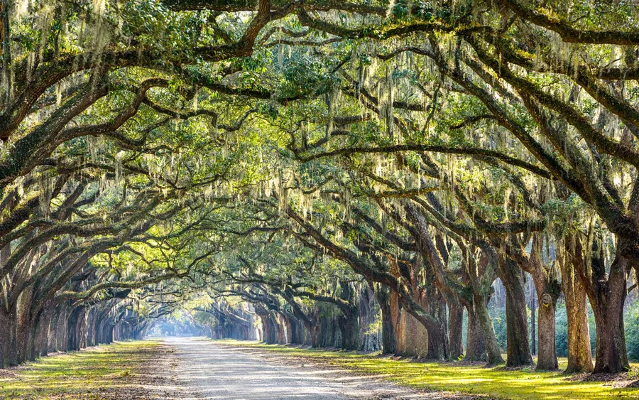 Savannah Background