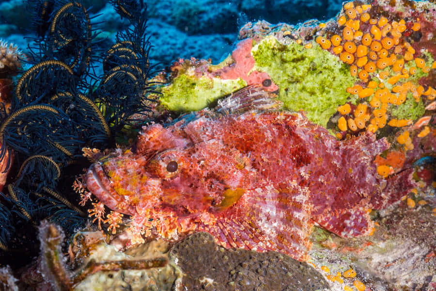 Peixe-escorpião Camuflado em Meio ao Coral
