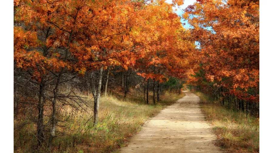 Vintage Fall