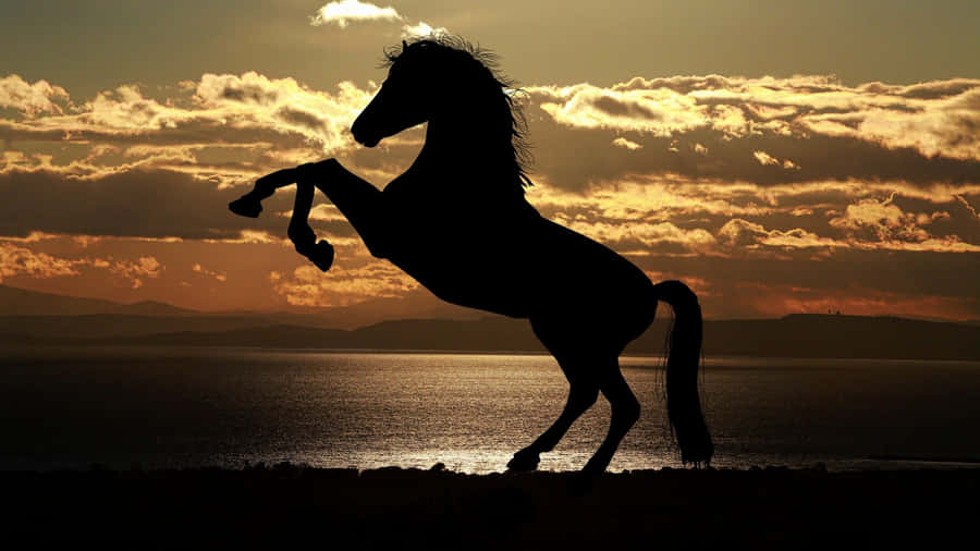 MustangPferd, das in Silhouette steht Bild