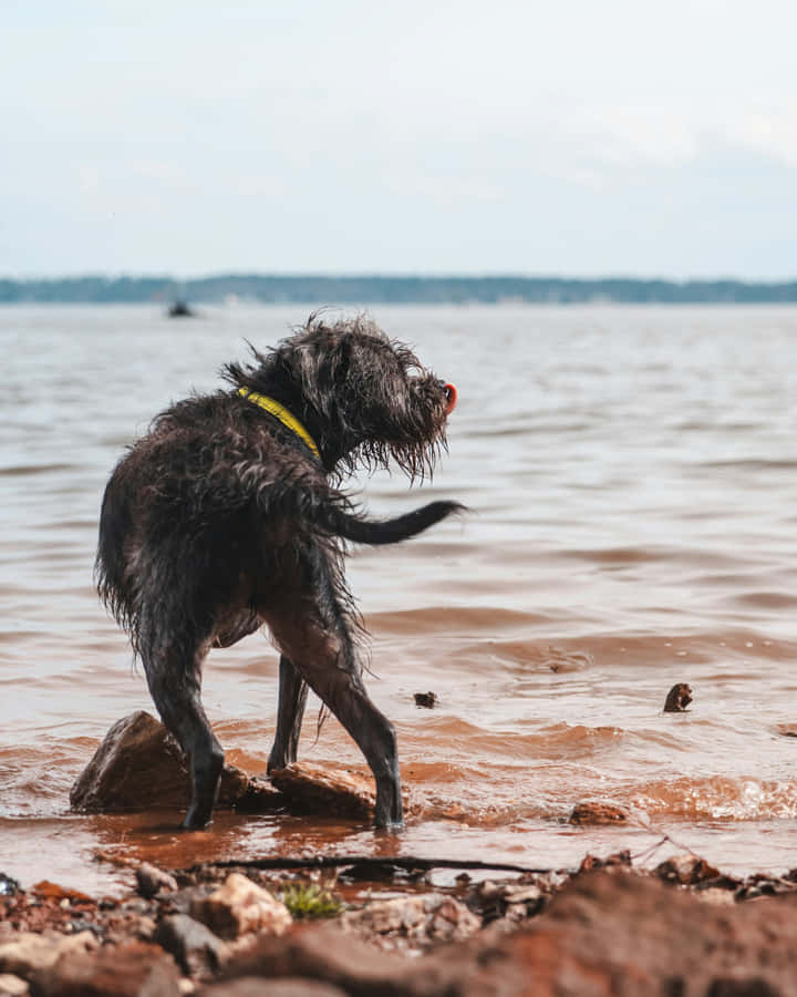 Nasser Hund schüttelt Wasser am Seeufer ab