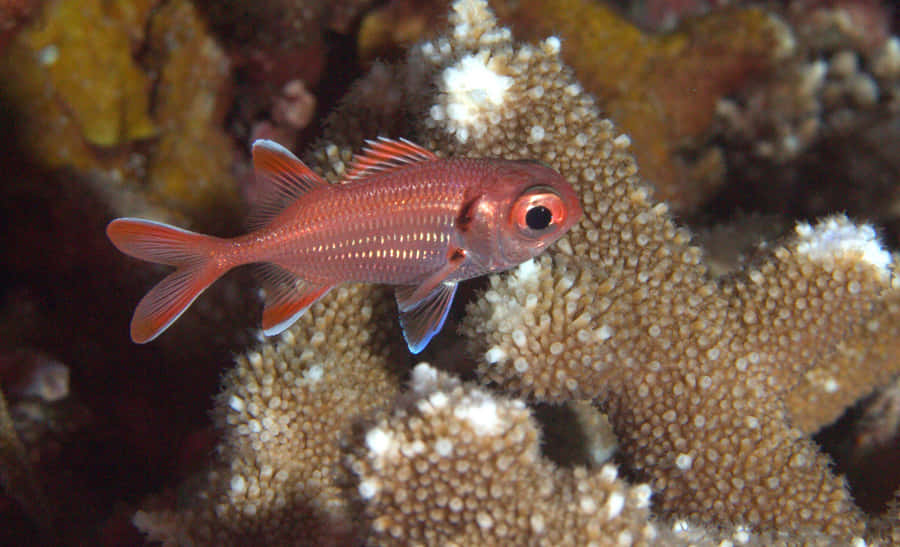 Pesce Soldato Rosso sulla Barriera Corallina