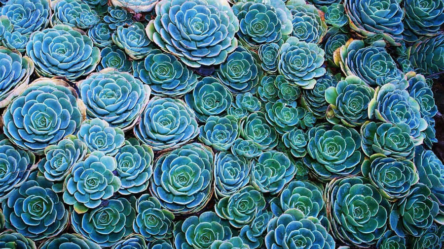 Blue Succulent Natural Plant