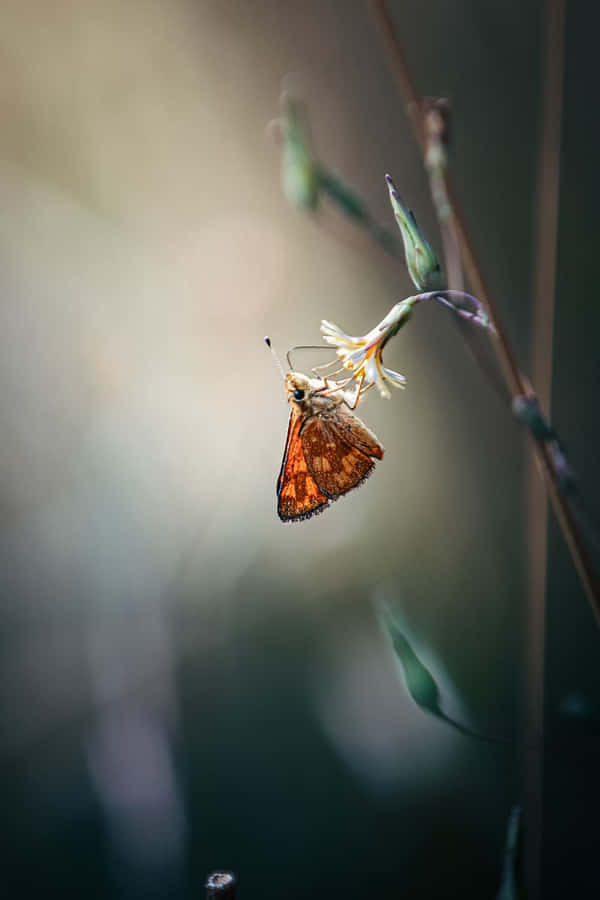 Borboleta Skipper em Flor