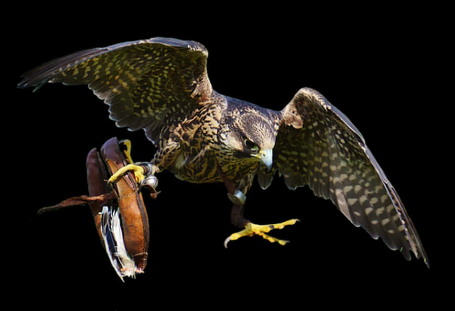 Peregrine Falconin Flight