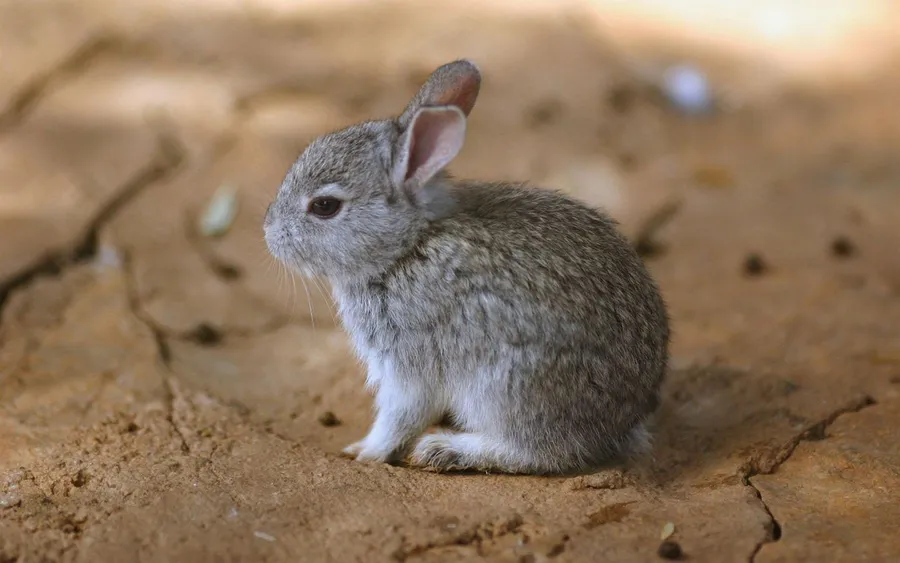 Bunny background