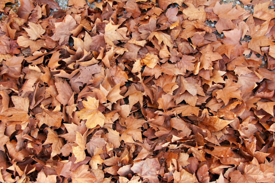 Herbstlaubtextur Braune Herbstästhetik
