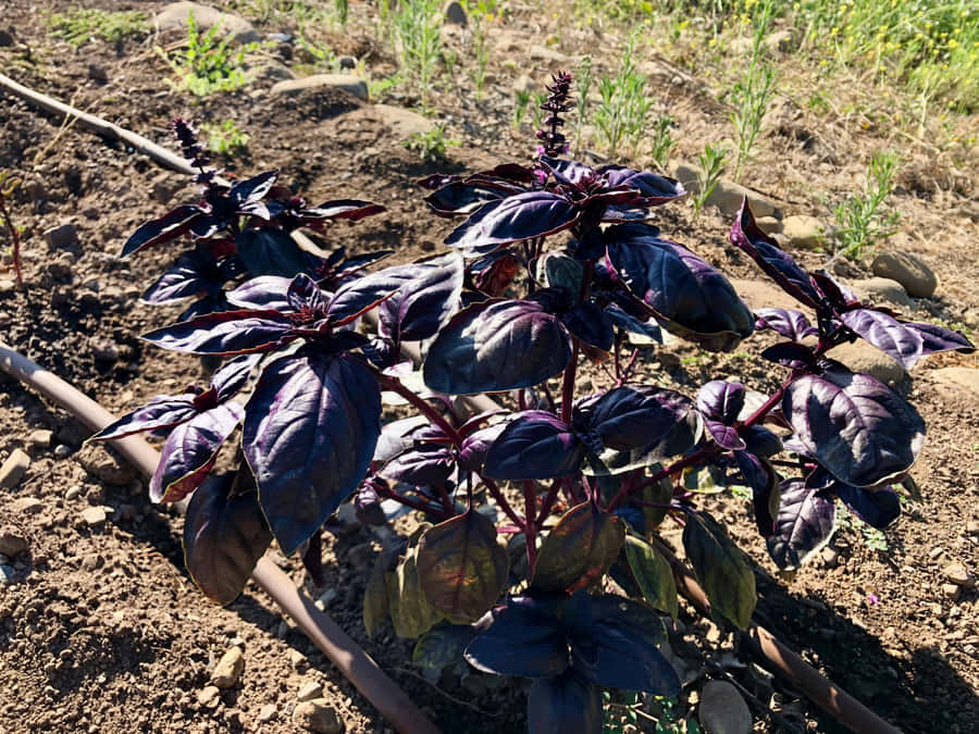Basilicoviola appena raccolto.
