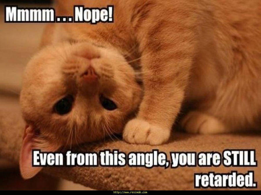 Download Adorable Cat Meme Wallpaper | Wallpapers.com