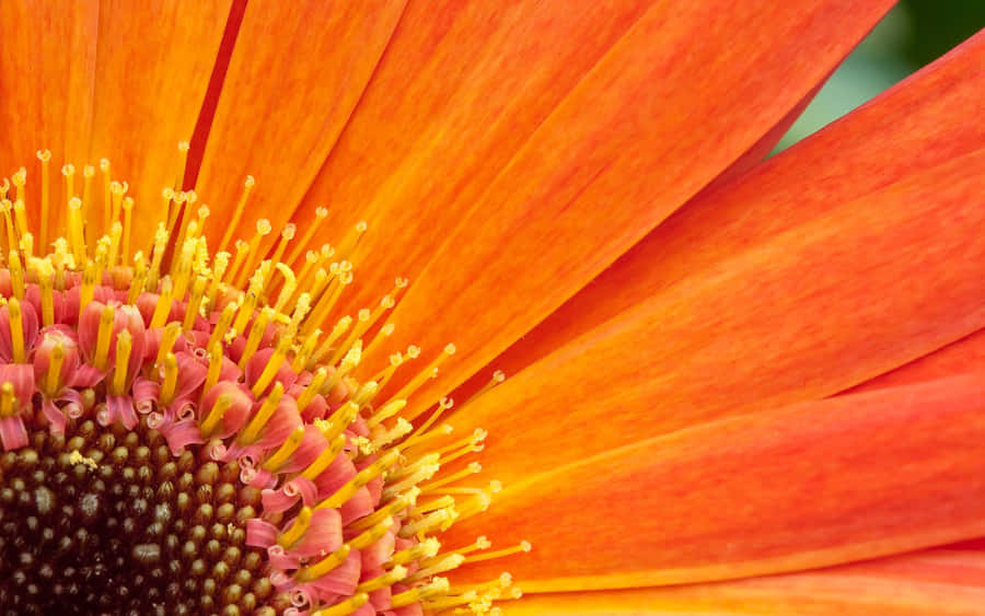 Nahaufnahmeeiner orange Blumen Hintergrund