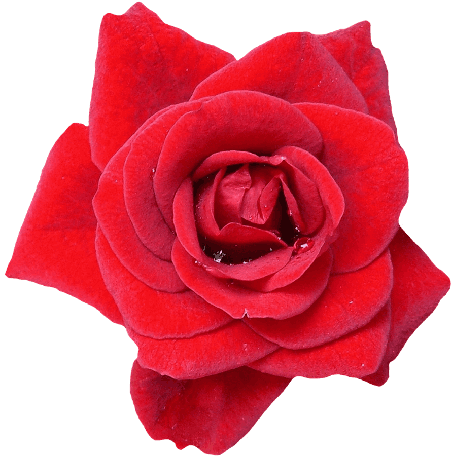 Vibrant Red Rose Isolated.png