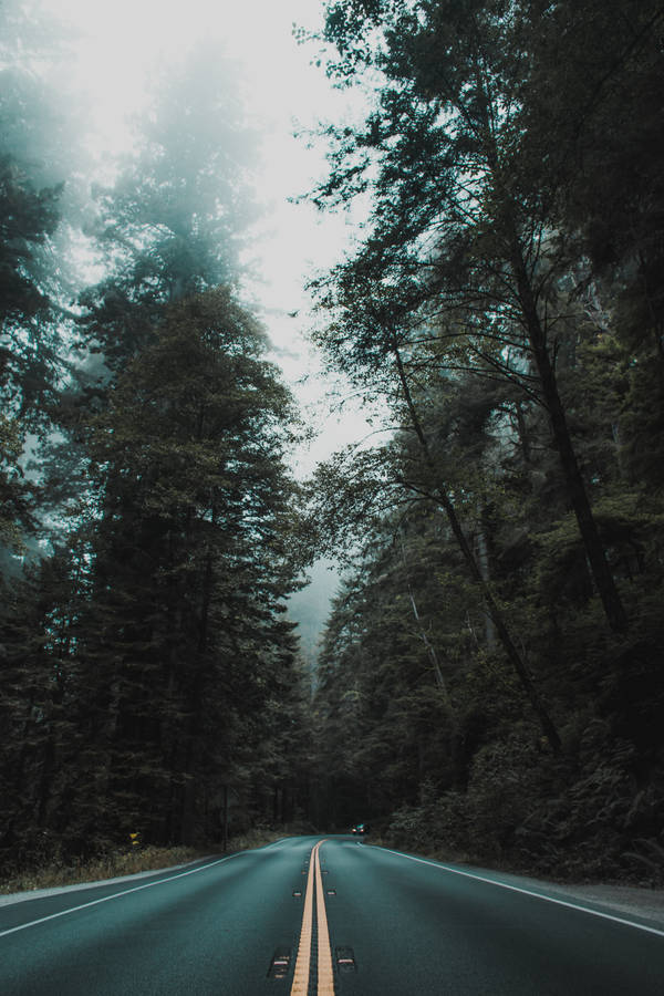 Download Aesthetic Lonely Mountain Forest Iphone Wallpaper 