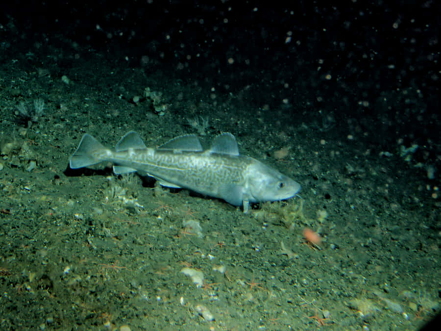 Peixe-Sable Nadando no Fundo do Mar