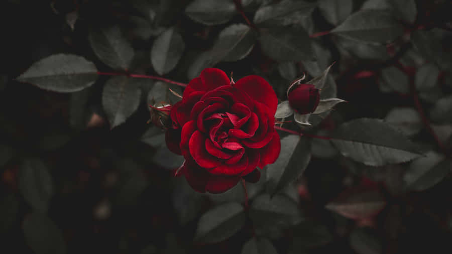 Lebendige Rote Rose Dunkler Hintergrund 4K.jpg