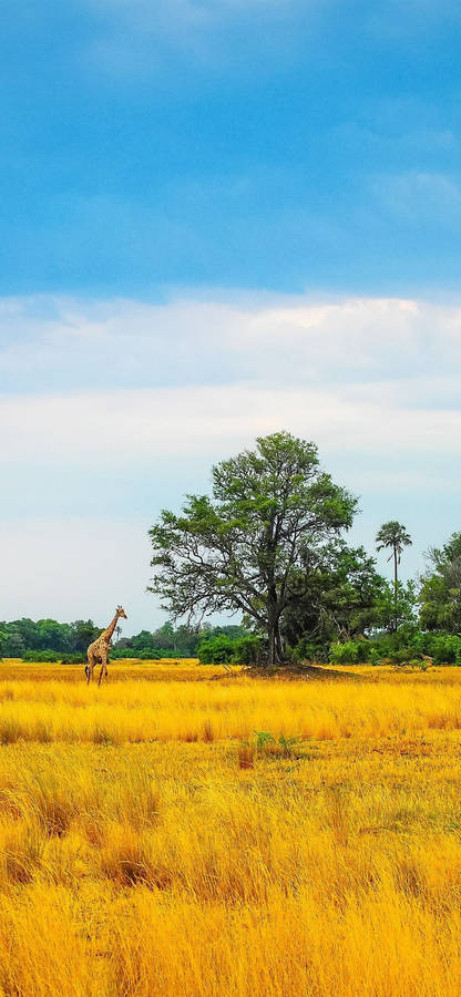 Download African Plains Africa Iphone Wallpaper | Wallpapers.com