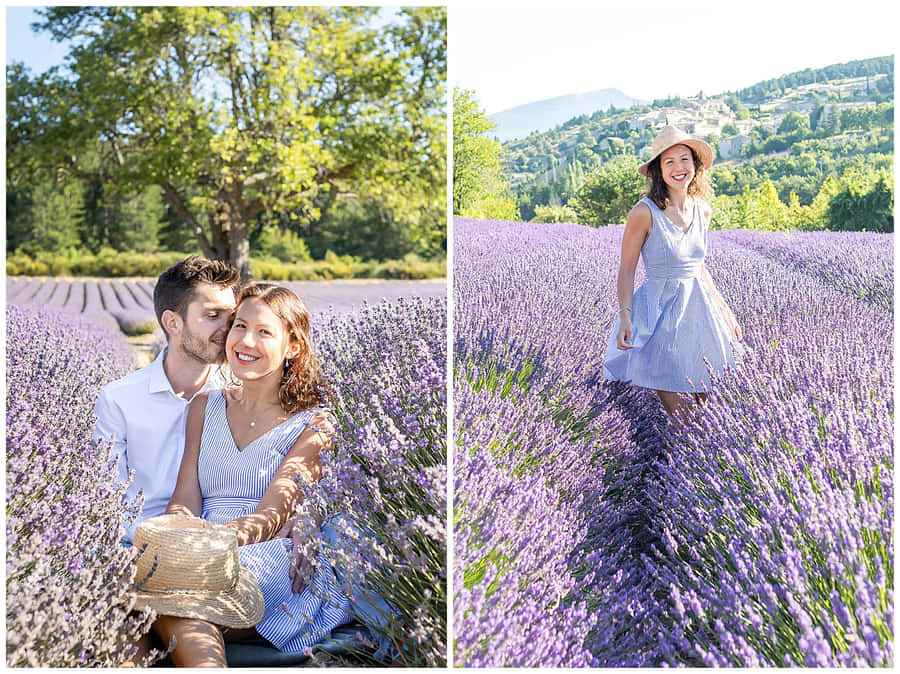 Olindo campo de lavanda da Provence, França.
