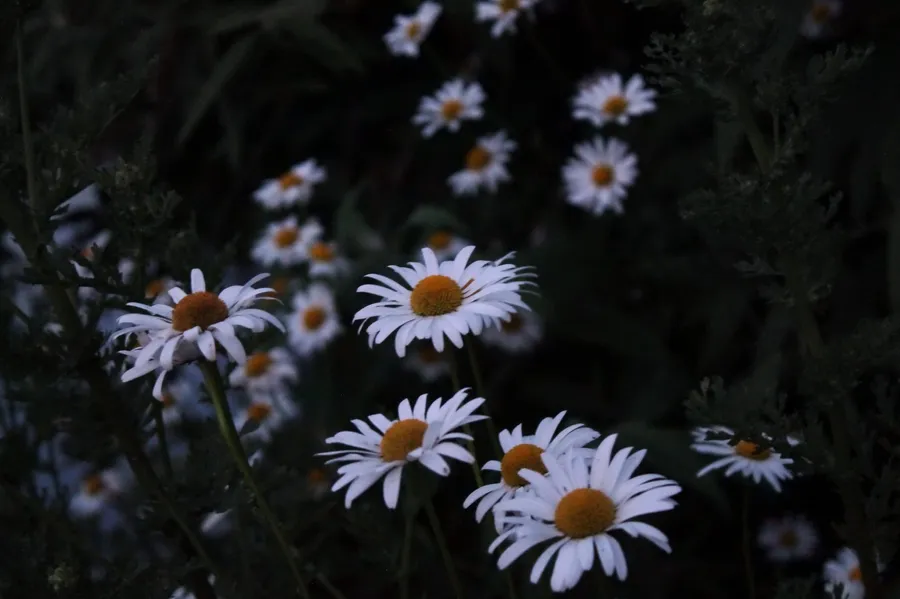 Daisy Background