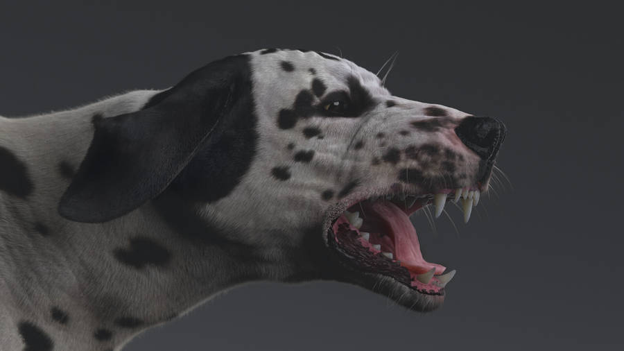 is dalmatian aggressive