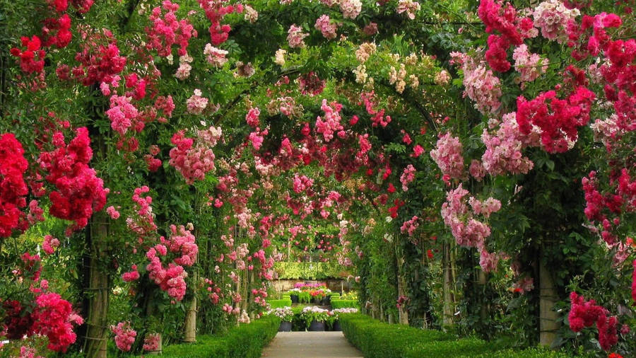 Blomst Pc
