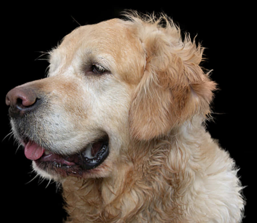 Golden Retriever Profile Portrait