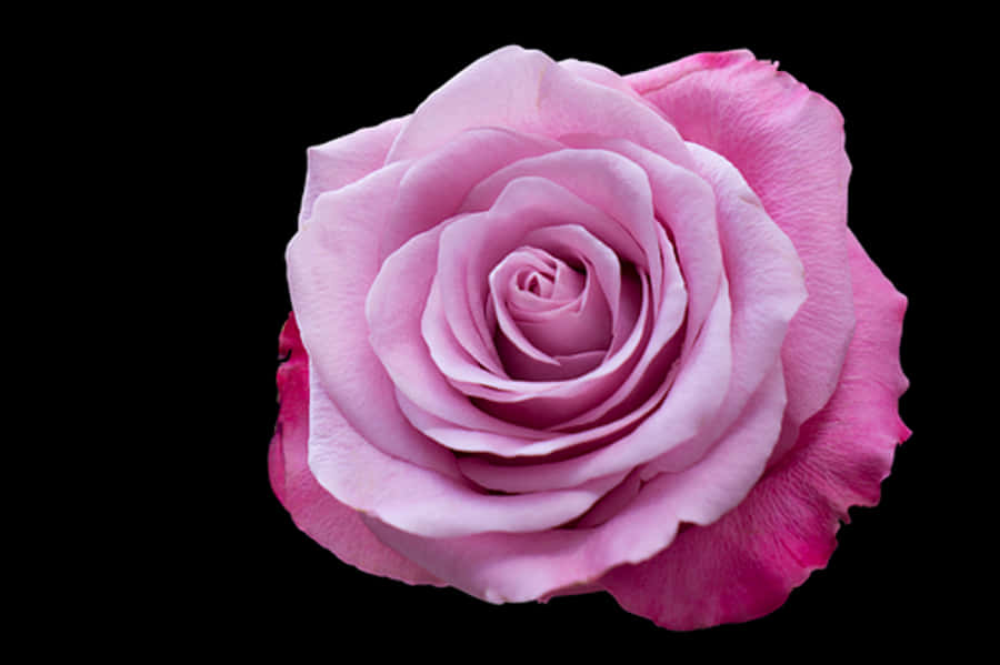 Perfect Pink Rose Black Background