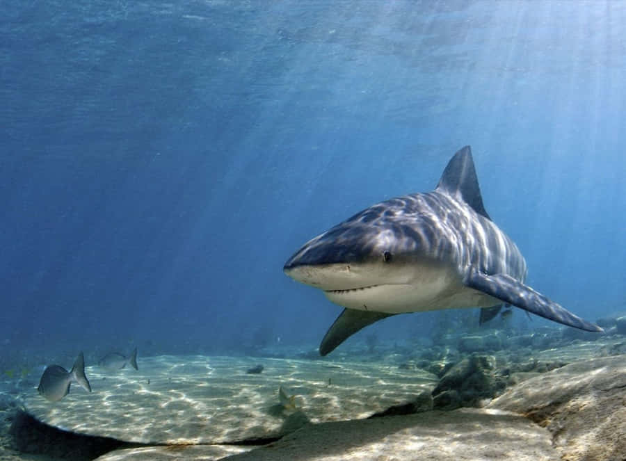 Incontro Sott'acqua con Squalo Tigre