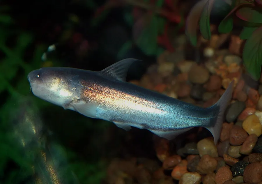 catfish