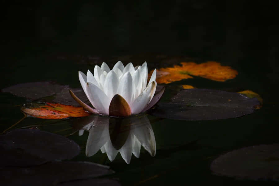 Serene Weiße Lotus Dunkles Wasser