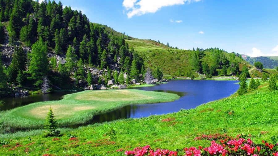 Fiumeprimaverile tranquillo che scorre attraverso la foresta