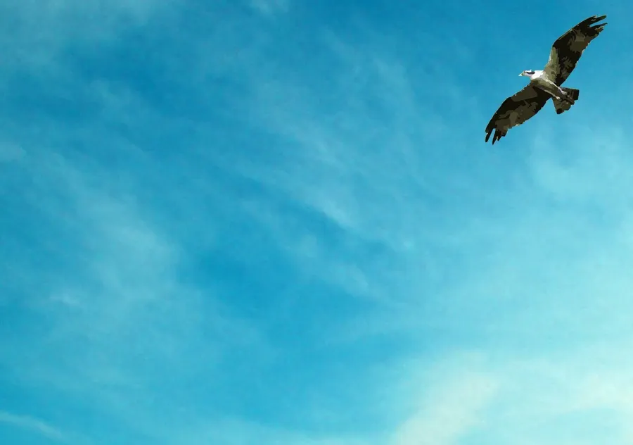 Eagle [picture]