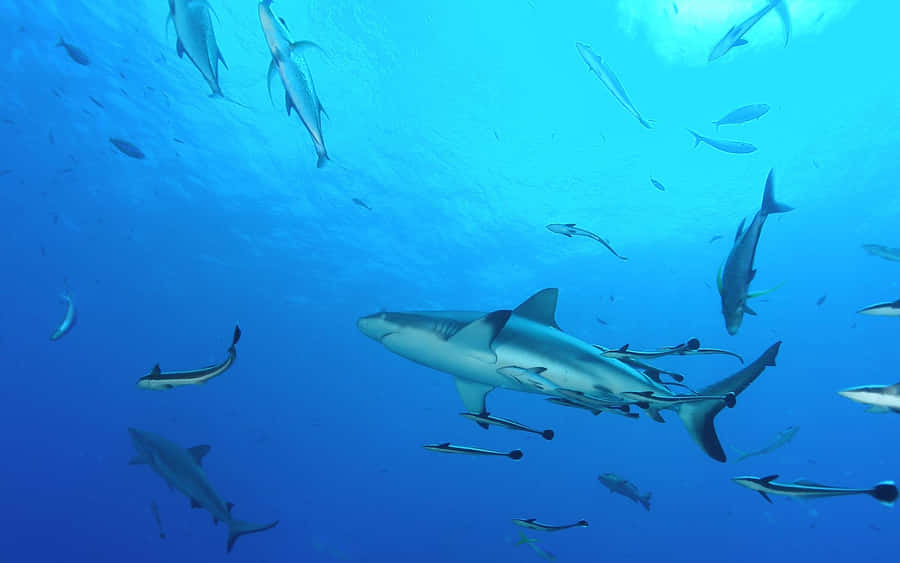 Riffhai schwimmt zwischen Fischen