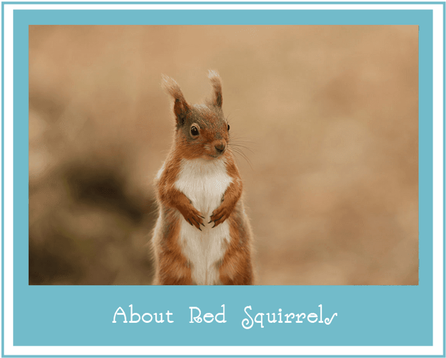 Alert Red Squirrel Standing