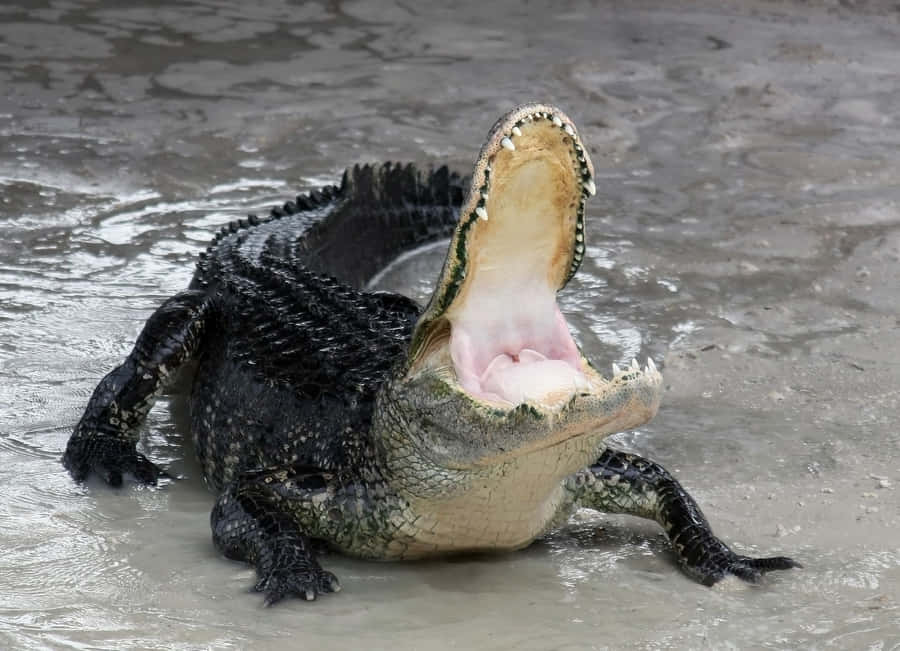 Alligator background