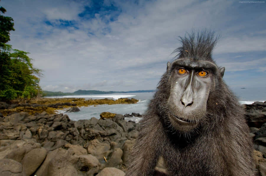 Olhar Intenso de Macaco Preto à Beira-Mar