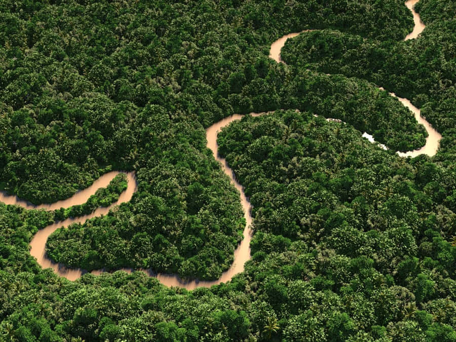 Amazonas background