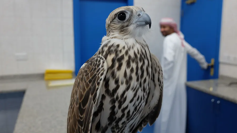 Falcon pictures